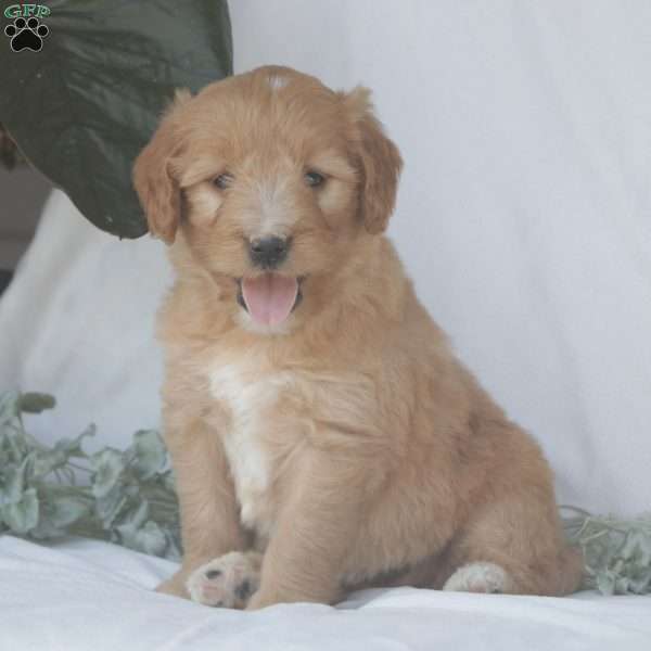 Fern, Goldendoodle Puppy